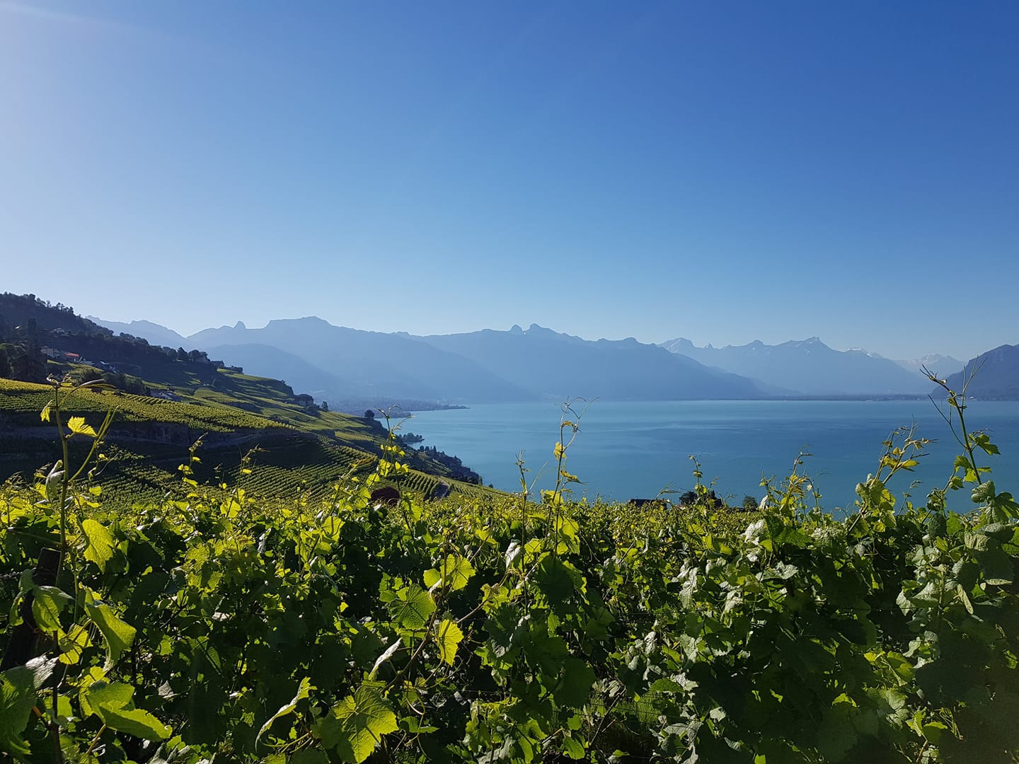 domainechappuisdc3a9zaley